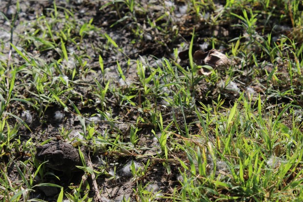 Here's a picture of a frog. 